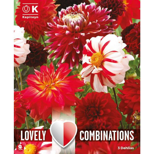 Bulbes à fleurs Dahlia Red & White