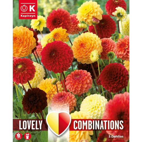 Bulbes à fleurs Dahlia Ball Red, Orange, Yellow