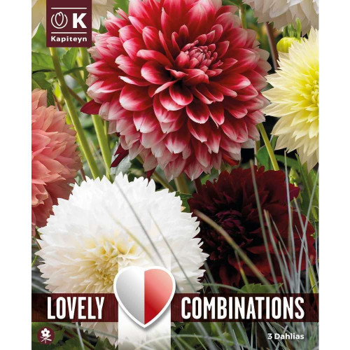 Bulbes à fleurs Dahlia Fimbriata Red & White