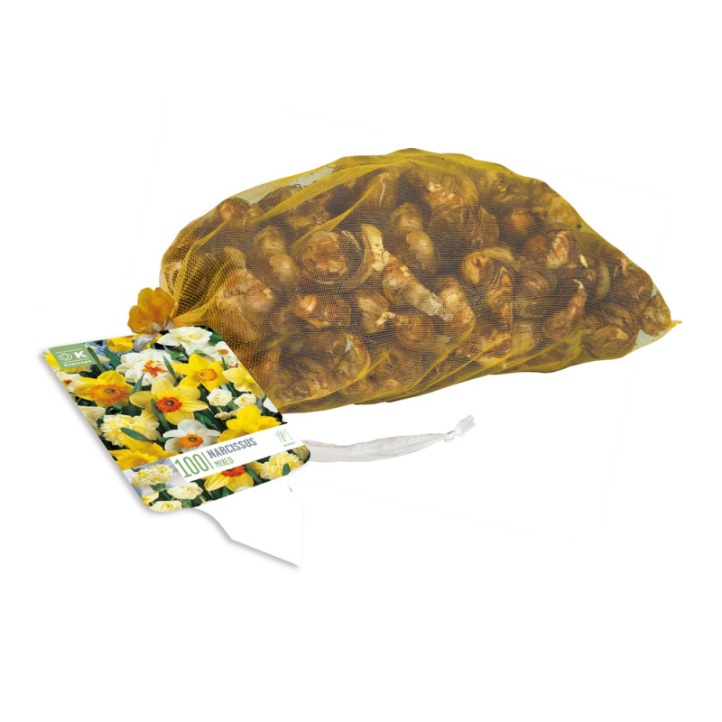 Filet de bulbes de Narcisses 10/12 - x100