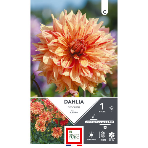 Bulbe de Dahlia décoratif Clown x1