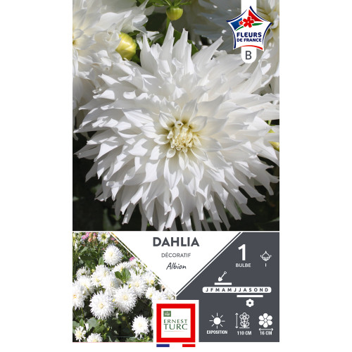 Bulbe de Dahlia décoratif Albion x1
