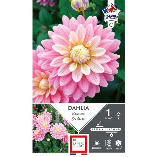 Bulbe de Dahlia décoratif Bel amour x1