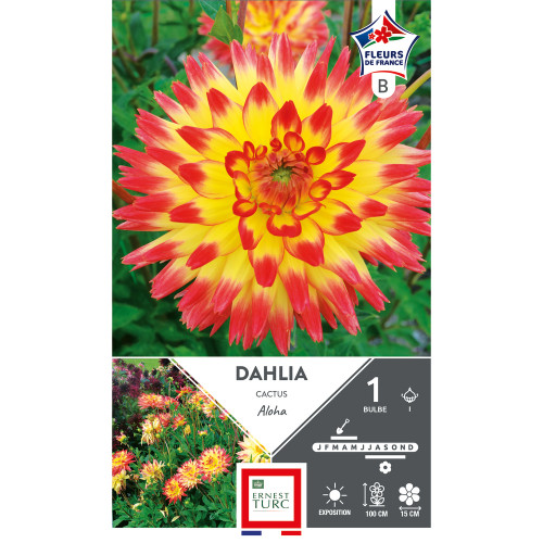 Bulbe de Dahlia cactus Aloha x1
