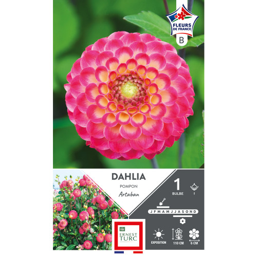Bulbe de Dahlia Artaban x1