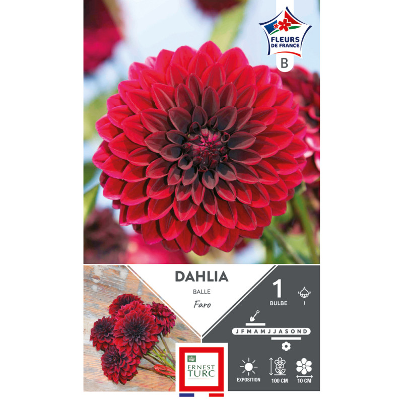 Bulbe de dahlia balle 'Faro' - x1