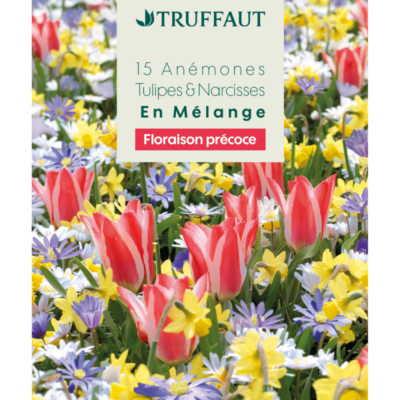 Mélange de bulbes, anémones, tulipes et narcisses
