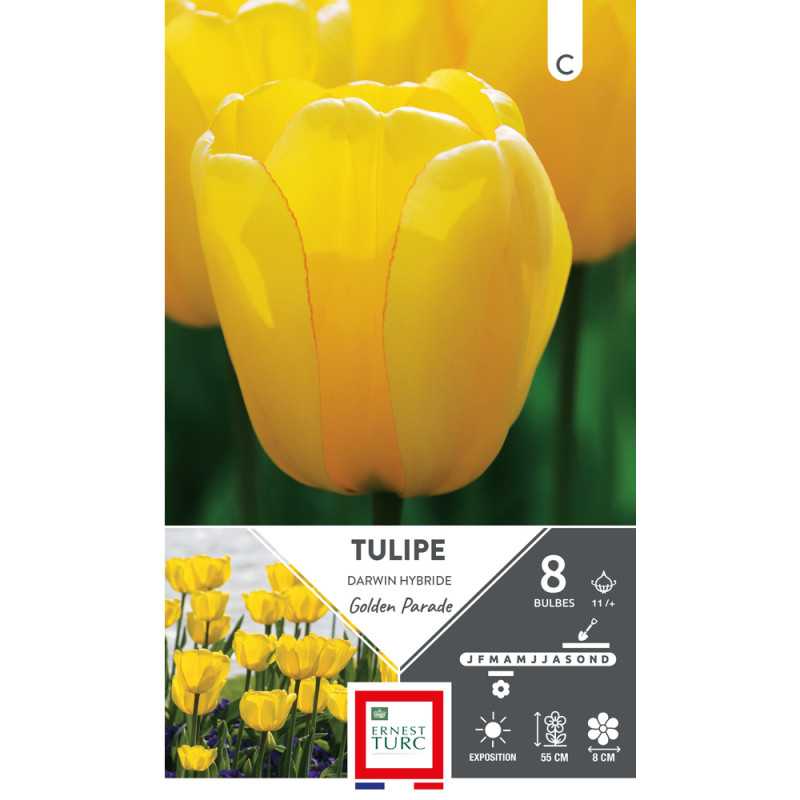 Bulbes de Tulipes Darwin hybride Golden parade - c