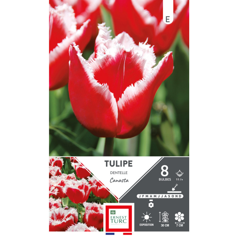 Bulbes de Tulipes dentelle Canasta - coloris rouge