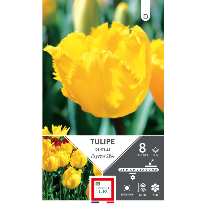 Bulbes de Tulipes dentelle Crystal star - coloris