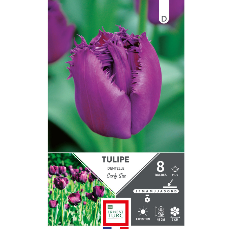 Bulbes de Tulipes dentelle Curly sue - coloris vio