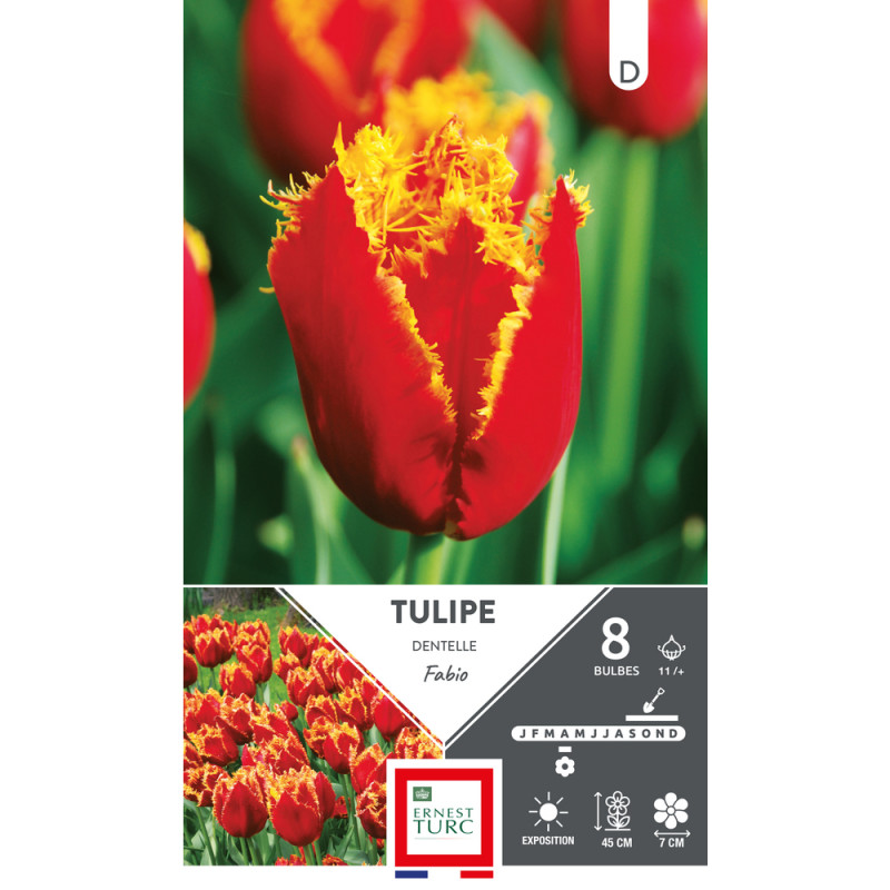 Bulbes de Tulipes dentelle Fabio - coloris jaune/r