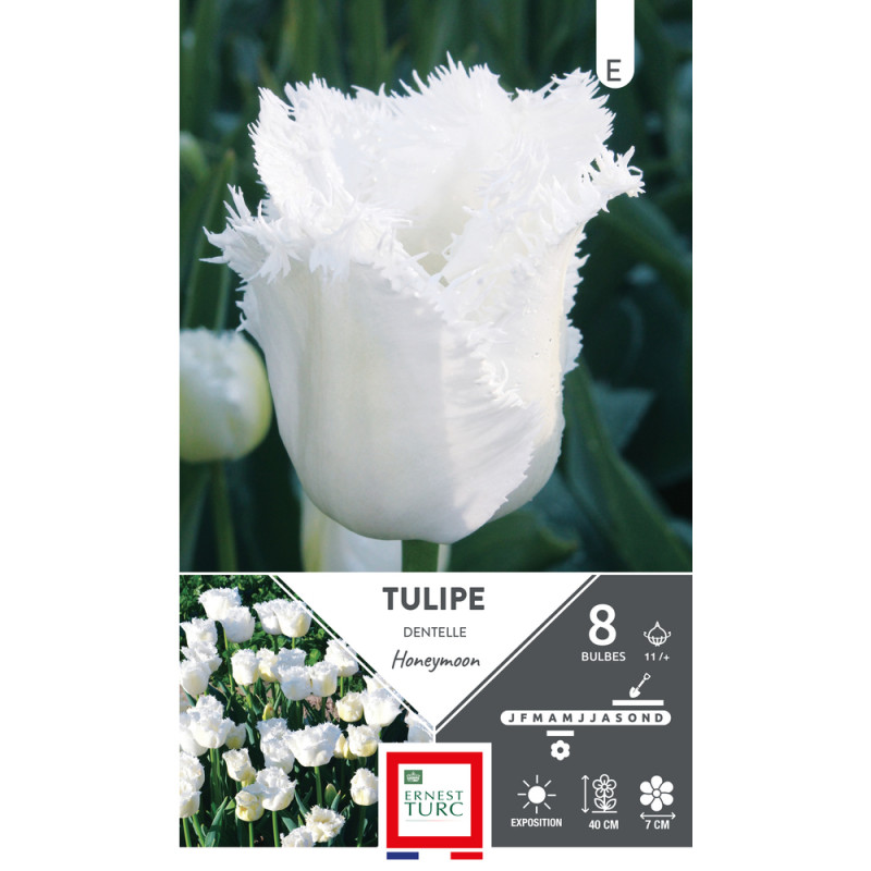 Bulbes de Tulipes dentelle Honeymoon - coloris bla