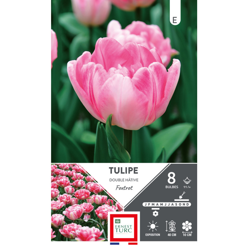 Bulbes de Tulipes double hâtive Foxtrot - coloris
