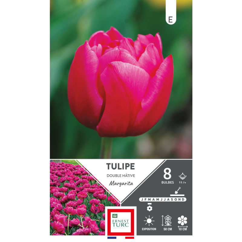 Bulbes de Tulipes double hâtives Margarita - color