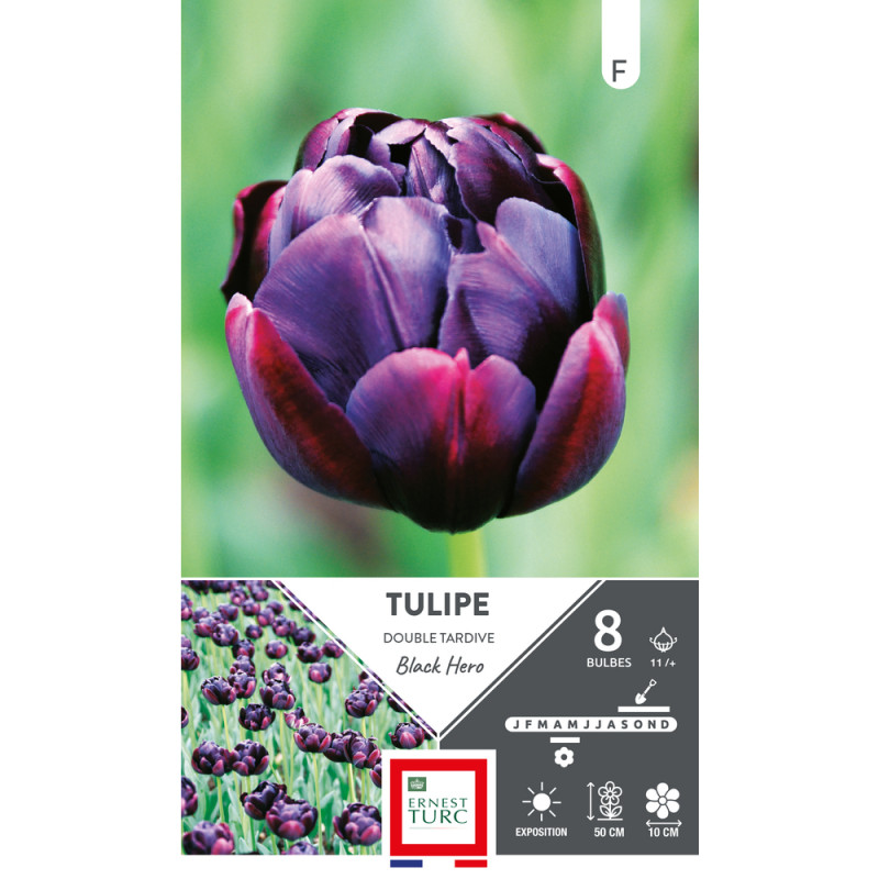 Bulbes de Tulipes doubles hâtive black Hero - colo