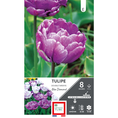 Bulbes de Tulipes doubles tardive Blue diamond - c