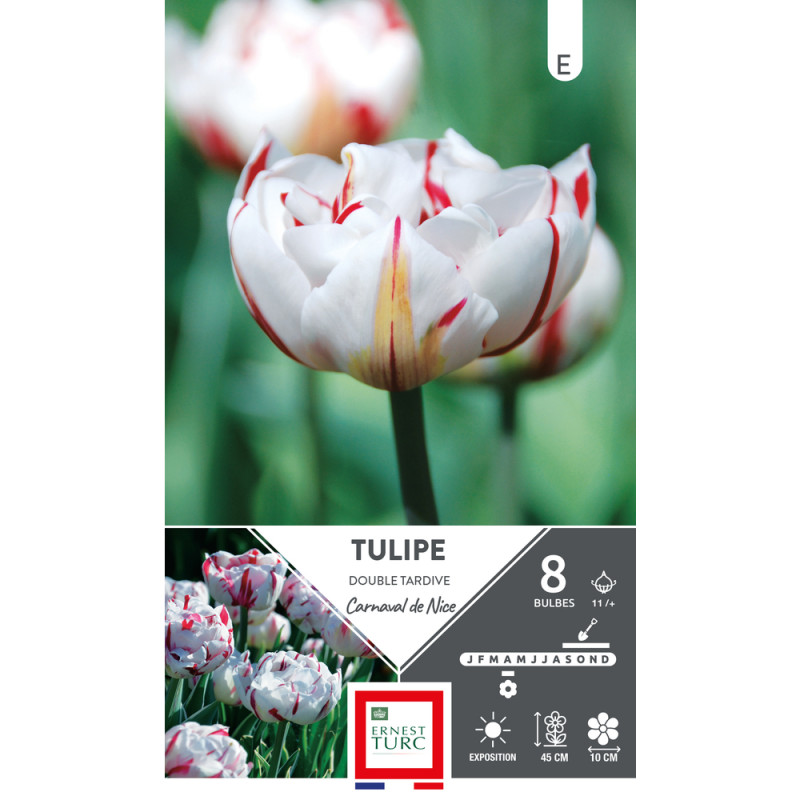 Bulbes de Tulipes doubles Carnaval de Nice - color