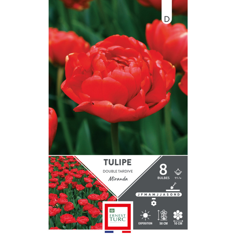 Bulbes de Tulipes doubles tardive Miranda - colori