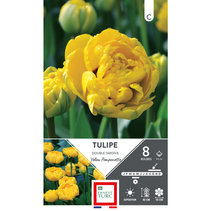 Bulbes de Tulipes doubles tardive Yellow pomponett
