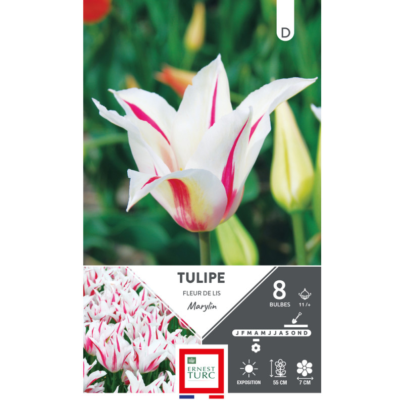 Bulbes de Tulipes fleur de lys Marylin - coloris m