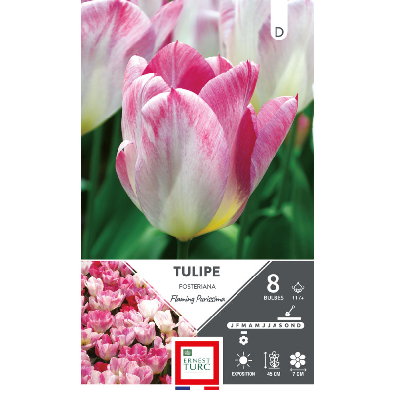 Bulbes de Tulipes fosteriana Flaming purissima - c