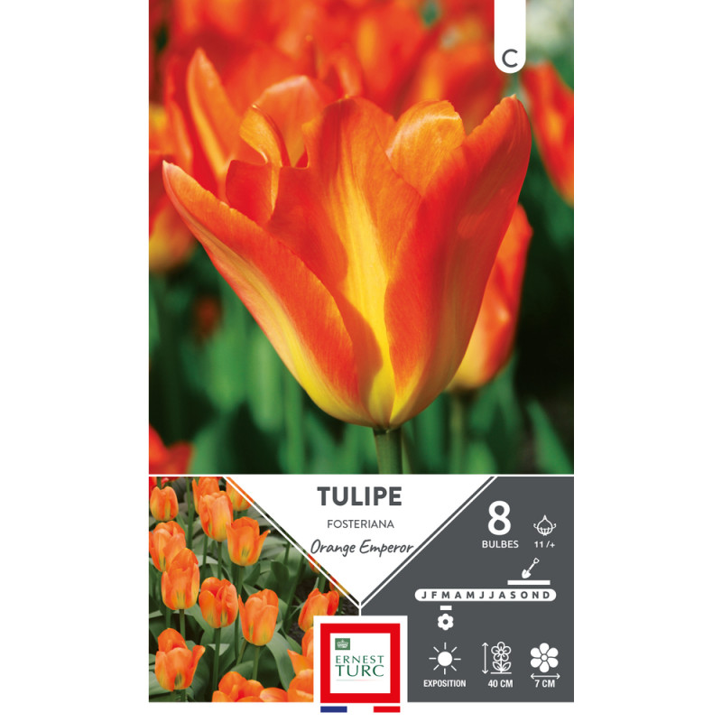 Bulbes de Tulipes fosteriana Orange emperor - colo