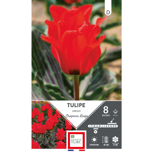 Bulbes de Tulipes Greigii chaperon rouge - coloris