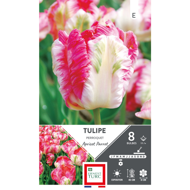 Bulbes de Tulipes Perroquet apricot parrot - color