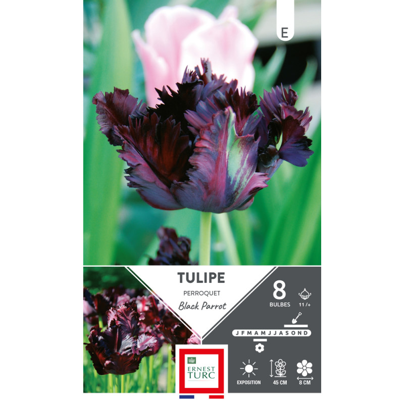 Bulbes de Tulipes Perroquet black parrot - coloris