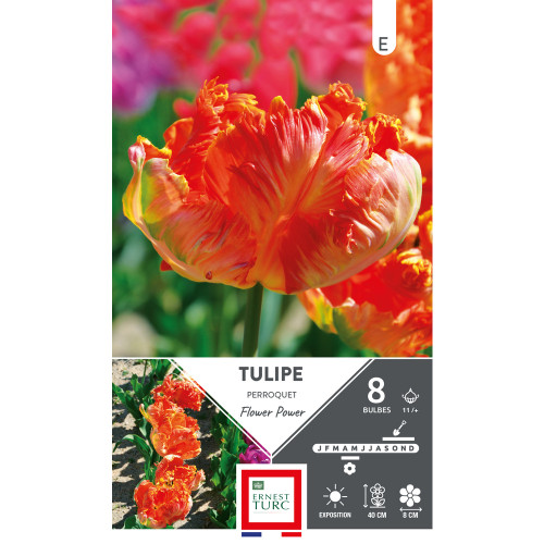 Bulbes de Tulipes Perroquet flower power - coloris
