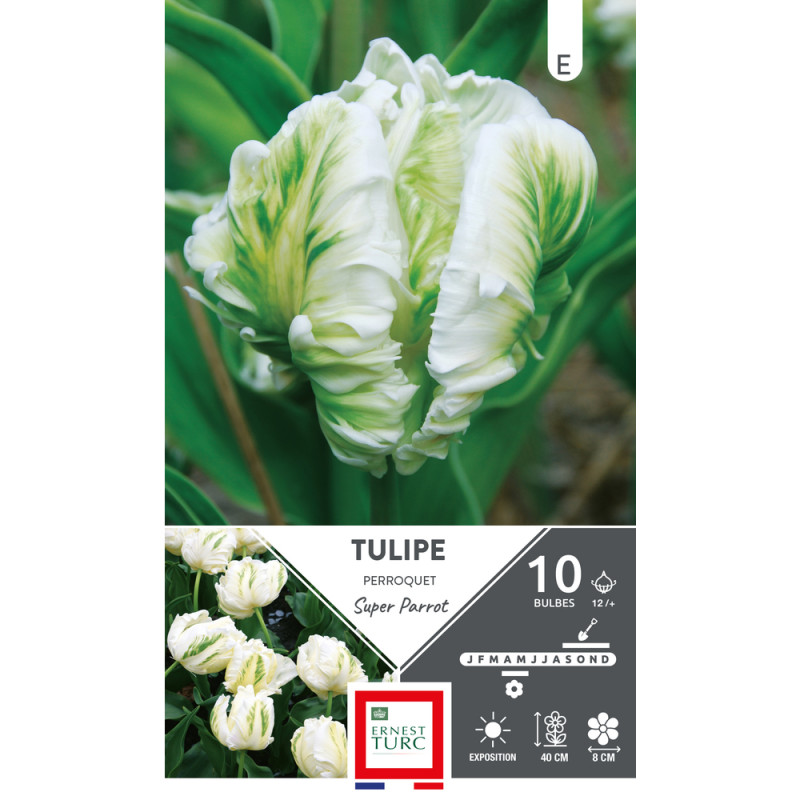Bulbes de Tulipes Perroquet super parrot - coloris