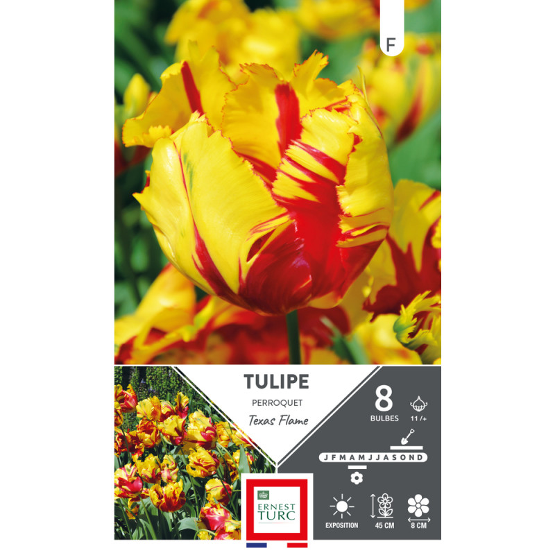 Bulbes de Tulipes Perroquet texas flame - coloris