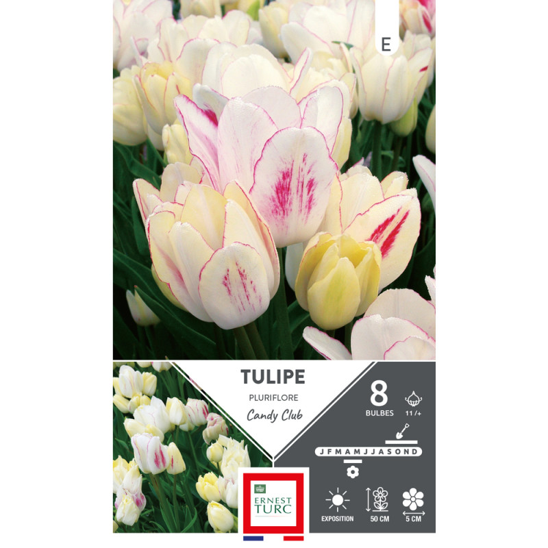 Bulbes de Tulipes pluriflore Candy club - coloris