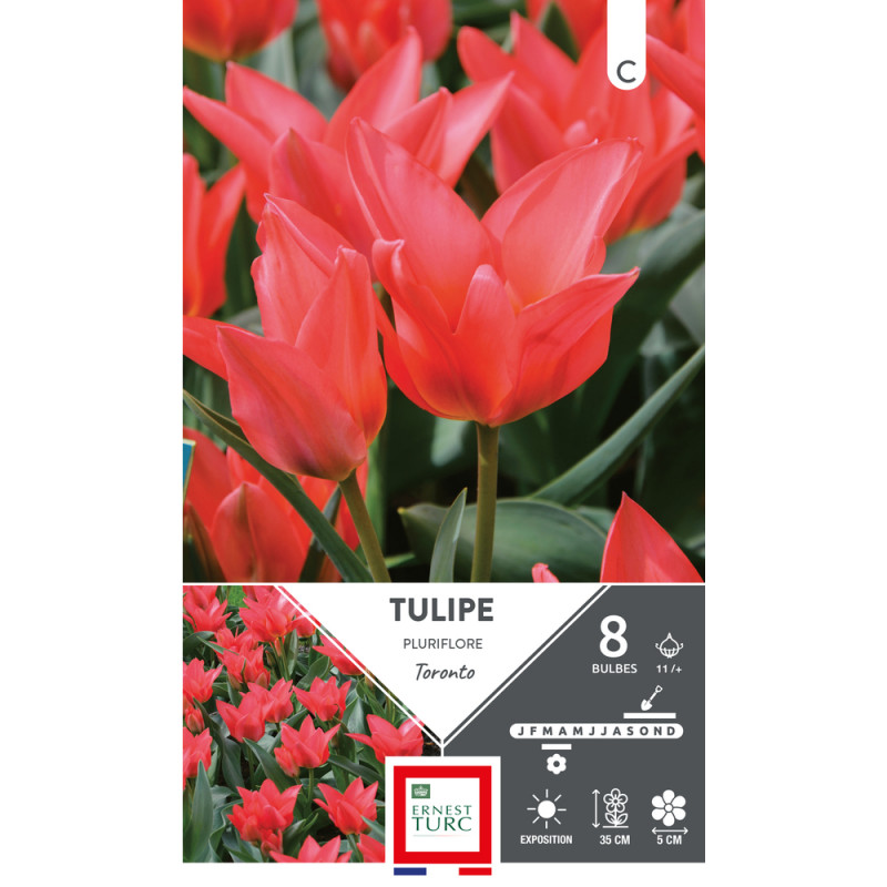 Bulbes de Tulipes pluriflore Toronto - coloris rou