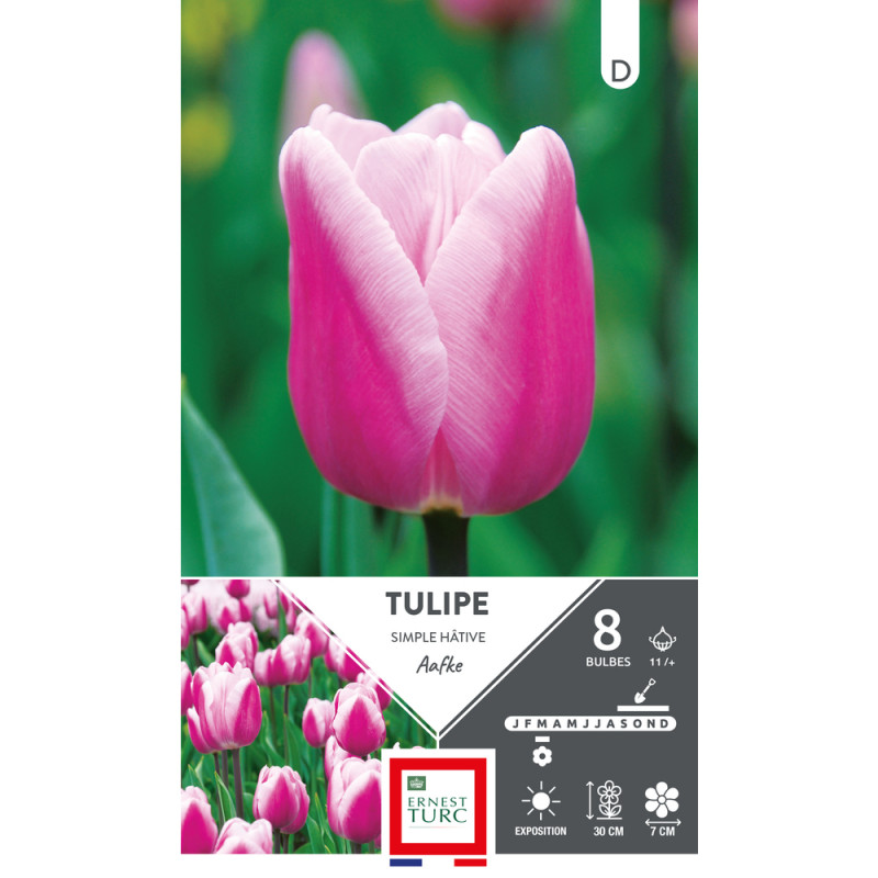 Bulbes de Tulipes simple hâtive Aafke - coloris ro