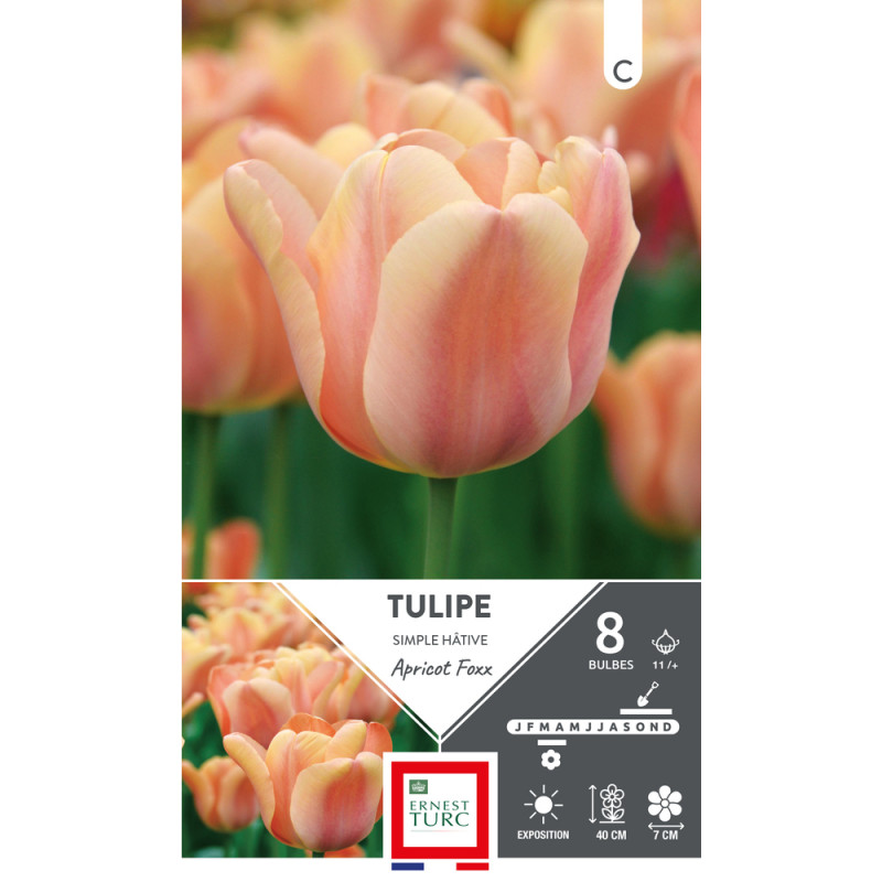 Bulbes de Tulipes simple hâtive Apricot foxx - col
