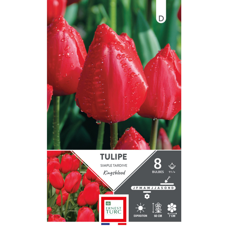 Bulbes de Tulipes simple hâtive Kingsblood - color
