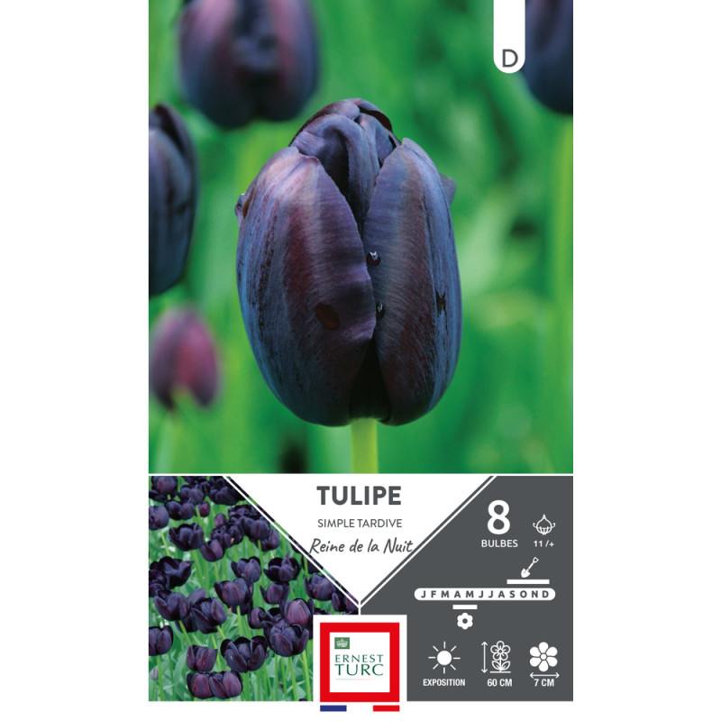 Bulbes de Tulipes simple hâtive Reine de la nuit -