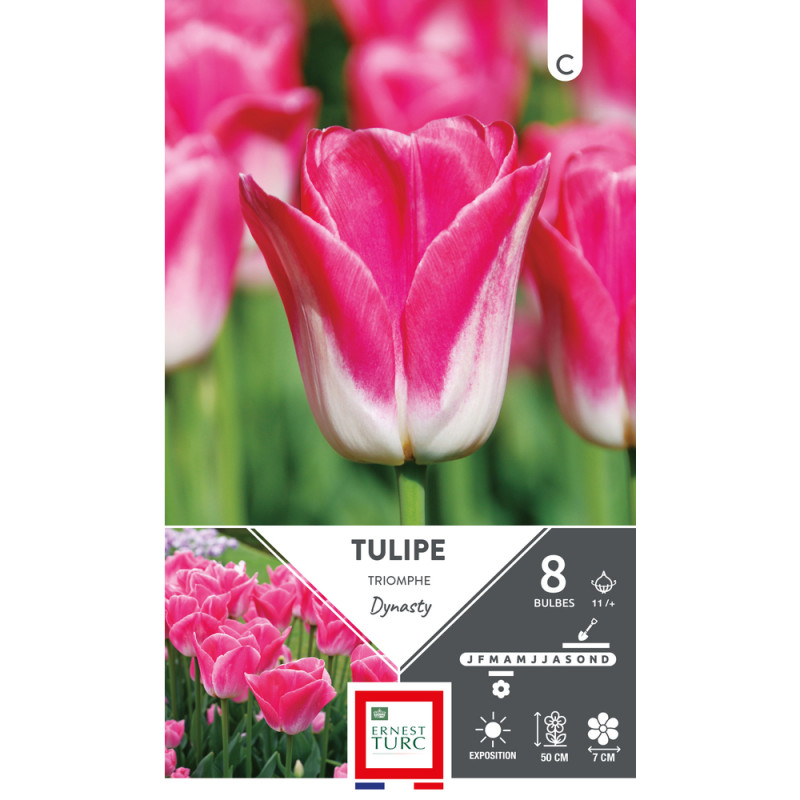 Bulbes de Tulipes Triomphe dynasty - coloris mixte