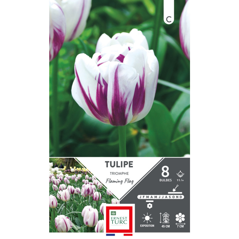 Bulbes de Tulipes Triomphe flaming flag - coloris