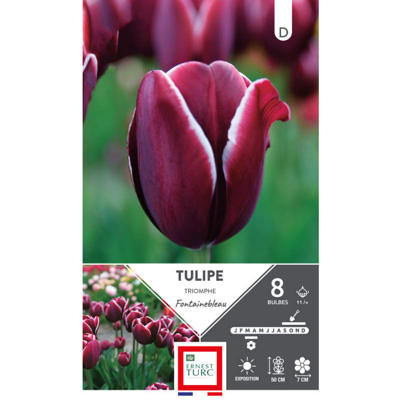 Bulbes de Tulipes Triomphe fontainebleau - coloris
