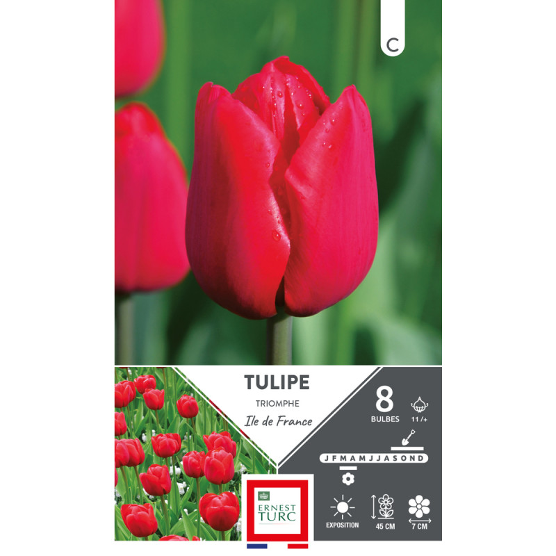 Bulbes de Tulipes Triomphe Ile de France - coloris