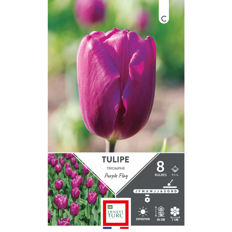 Bulbes de Tulipes Triomphe purple flag - coloris r
