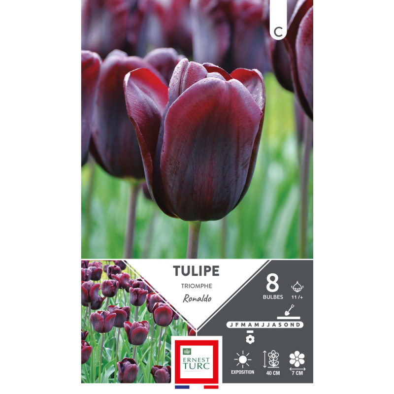 Bulbes de Tulipes Triomphe Ronaldo - coloris borde