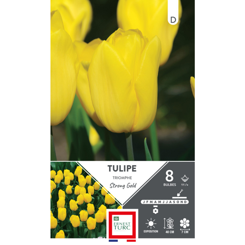 Bulbes de Tulipes Triomphe strong gold - coloris j