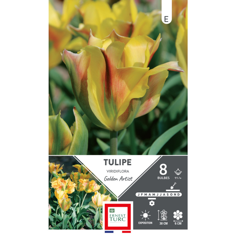 Bulbes de Tulipes Viridiflora golden artist - colo
