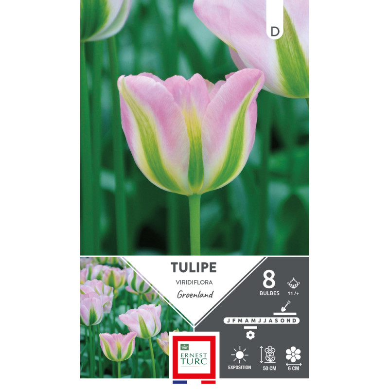 Bulbes de Tulipes Viridiflora Groënland - coloris