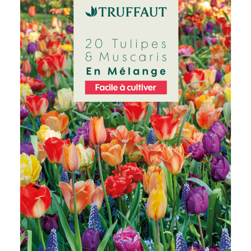 Mélange de bulbes, tulipes et muscaris : coloris m