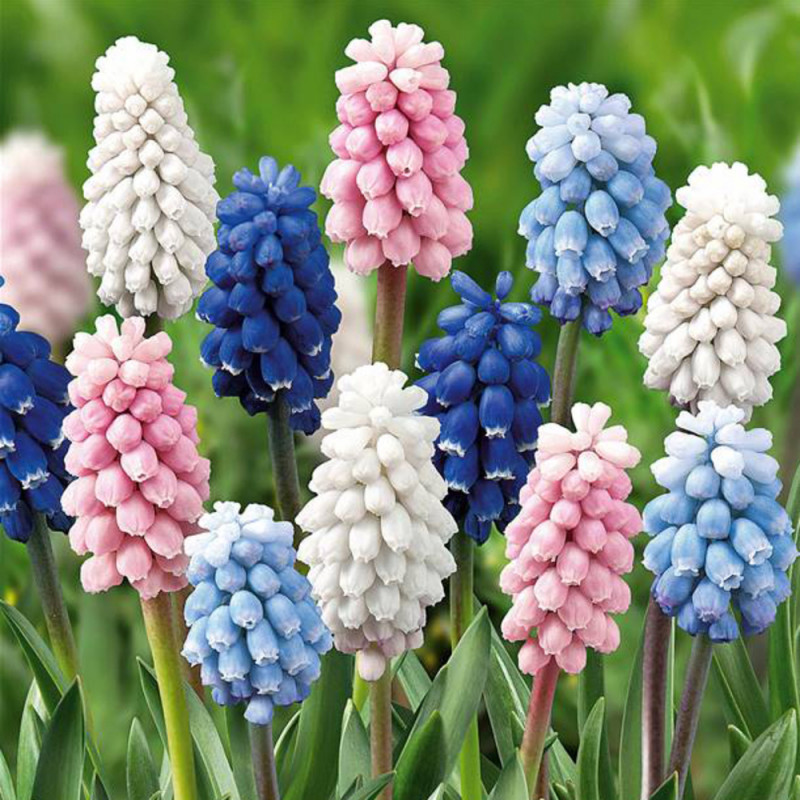 Bulbes narcisse et muscaris : coloris mixte x20